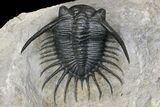Excellent Kayserops megaspina Trilobite - Bou Lachrhal, Morocco #154302-1